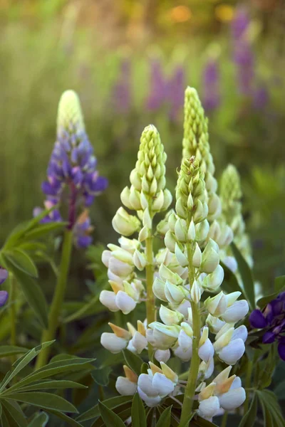 Tarlada Beyaz Lupin Çiçekleri Açar — Stok fotoğraf