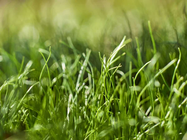 Green Fresh Grass Spring Background — Stock Photo, Image