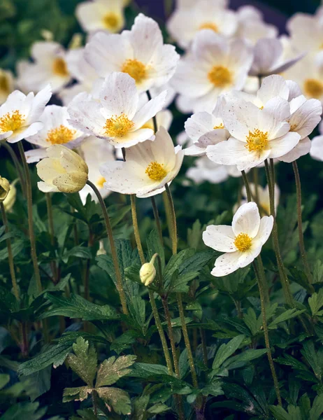 Flores Anêmona Jardim — Fotografia de Stock