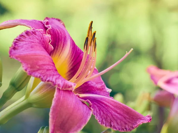 Yaz Bahçesinde Güpegündüz Çiçek — Stok fotoğraf