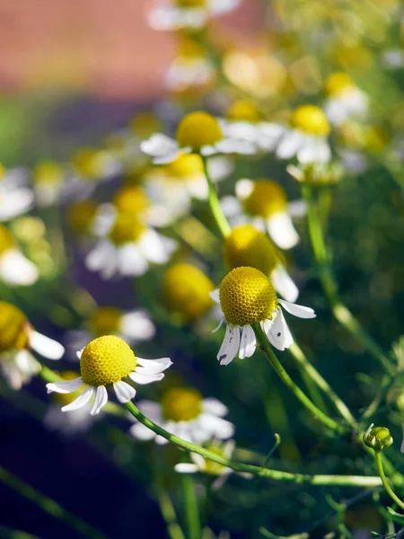 Kwiaty Rumianku Ogrodzie — Zdjęcie stockowe