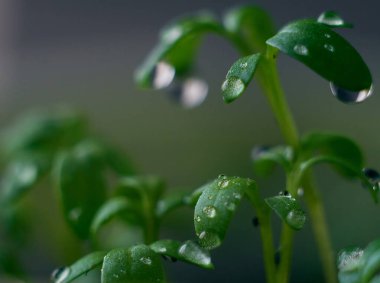 Damlaları olan küçük fideler..
