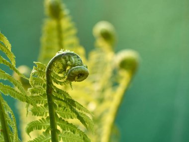 Young green fern in forest. clipart