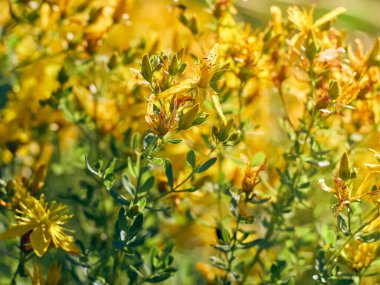 Çayırda Hypericum çiçekleri.