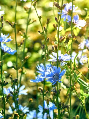 Çayırdaki hindiba çiçekleri.