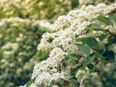 Beyaz çiçek dalları Crataegus monogyna.