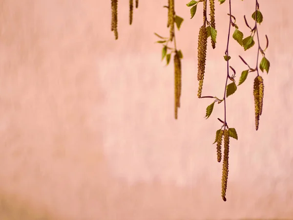 Branches Young Birch — Stock Photo, Image