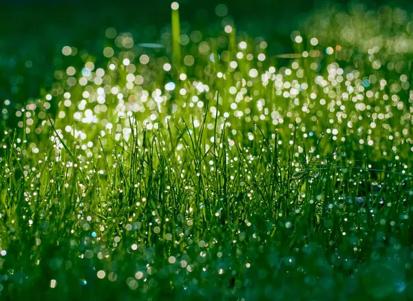 集中して草の上の露の滴 — ストック写真