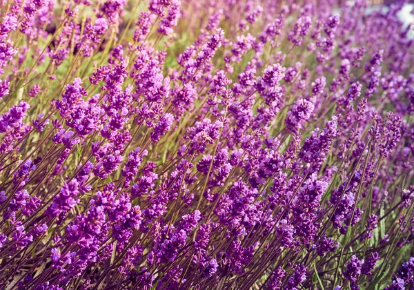 Çiçek Bahçesindeki Lavanta Çiçekleri — Stok fotoğraf