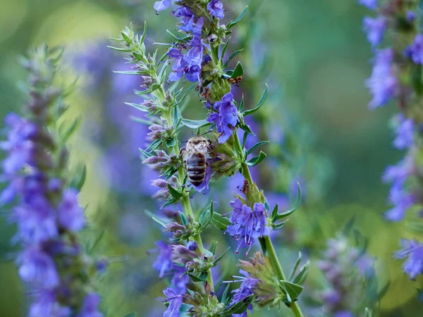 Μωβ Άνθη Του Ύσσωπου Hyssopus Officinalis — Φωτογραφία Αρχείου