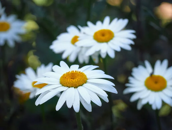 Kwiaty Rumianku Łące — Zdjęcie stockowe