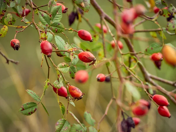 Çalı üzerinde gül kalça yakın plan.