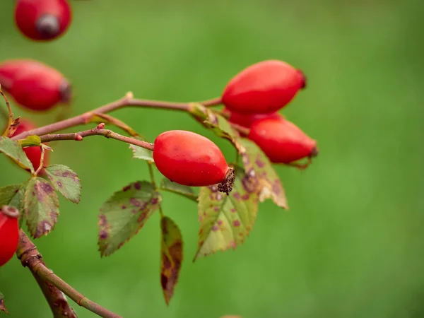 Çalı üzerinde gül kalça yakın plan.