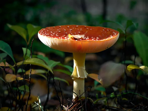 Voar Agárico Floresta Outono — Fotografia de Stock