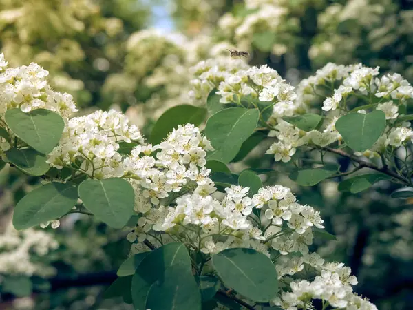 Branche Fleurs Blanches Crataegus Monogyna — Photo