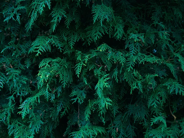 Verde Thuja Árvore Galhos Fundo — Fotografia de Stock