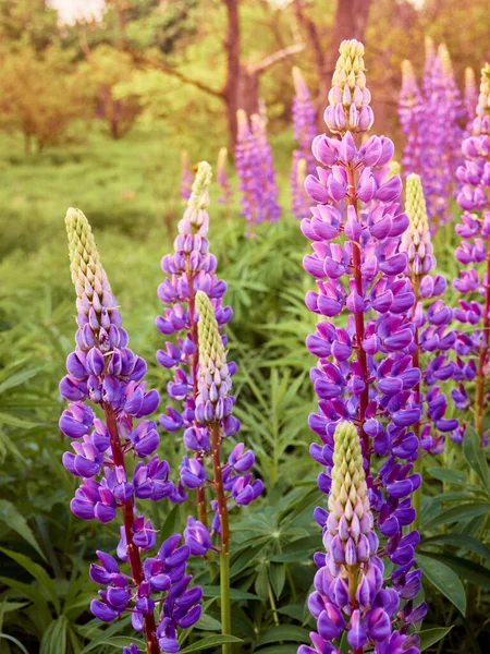 Fleurs Lupin Violet Fleurit Dans Champ — Photo