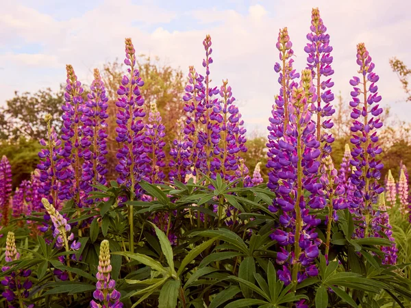 Lila Lupin Blommor Blommar Fältet — Stockfoto