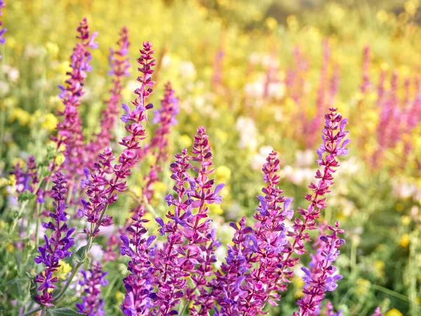Fleurs Sauge Pourpre Fleurit Dans Prairie Été — Photo