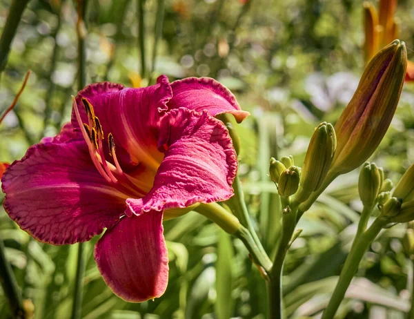 Yaz Bahçesinde Güpegündüz Çiçek — Stok fotoğraf