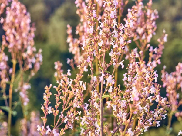 Prado Verano Con Hermosas Flores — Foto de Stock