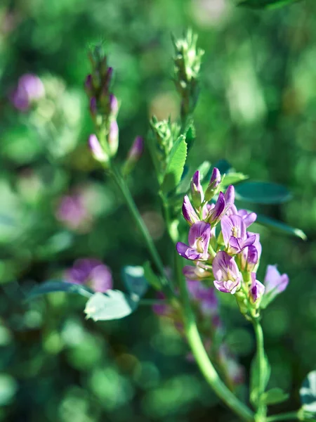 Blommor Alfalfa Fält Medicago Sativa — Stockfoto