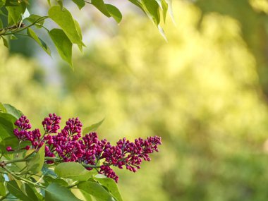 Bahar bahçesinde çiçek açan leylak dalı.