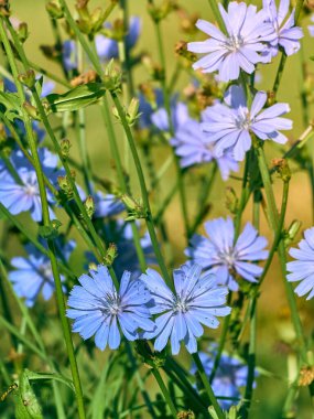 Çayırdaki hindiba çiçekleri.