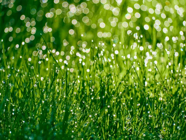 Gotas Rocío Hierba Desenfoque — Foto de Stock