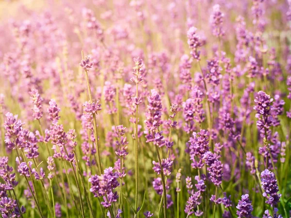 Zachte Focus Lavendelbloemen — Stockfoto