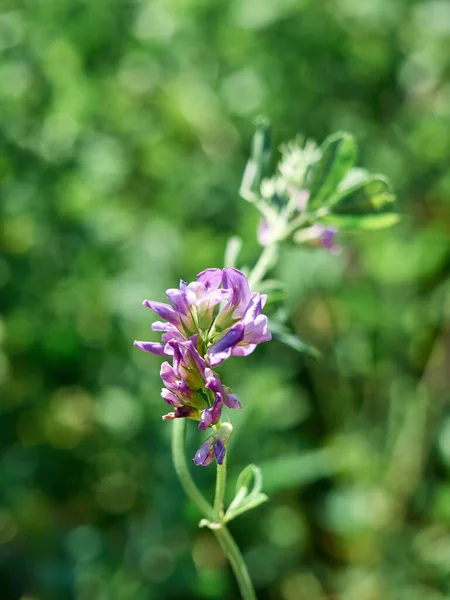 Blommor Alfalfa Fält Medicago Sativa — Stockfoto