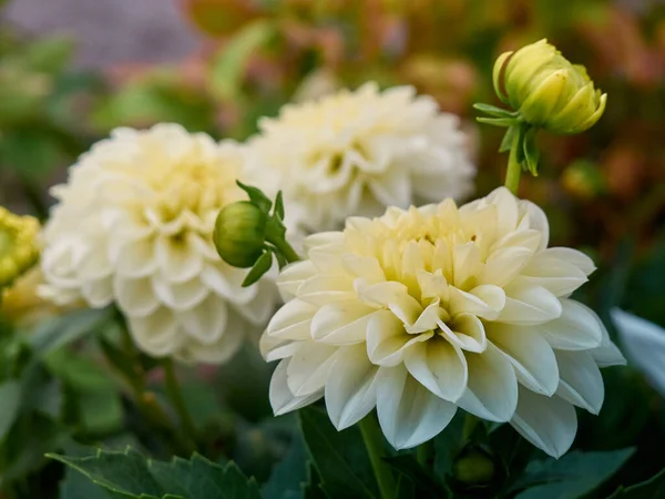 Dahlia Flowers Garden — Stock Photo, Image