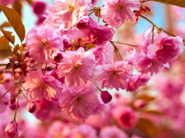 Parkta çiçek açan sakura.