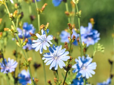 Çayırdaki hindiba çiçekleri.