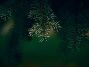 Firavun ağacı brunch 'ı yakın çekim.