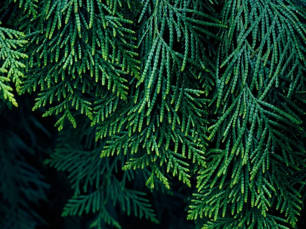 Zelená Thuja Strom Větve Pozadí — Stock fotografie