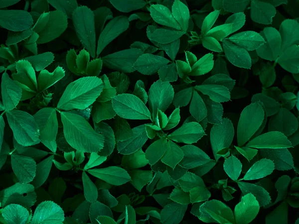 Koyu yeşil yaprakların arka planı.