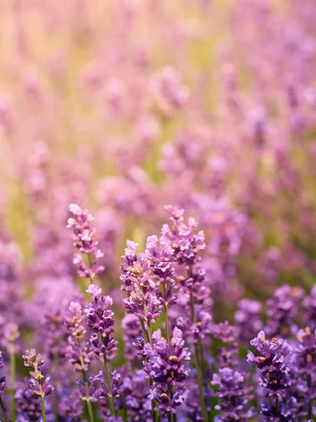 Lavanta Çiçeklerine Odaklanın — Stok fotoğraf