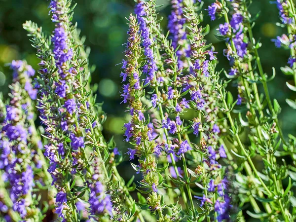 Hyssop 'un mor çiçekleri (hyssopus officinalis)