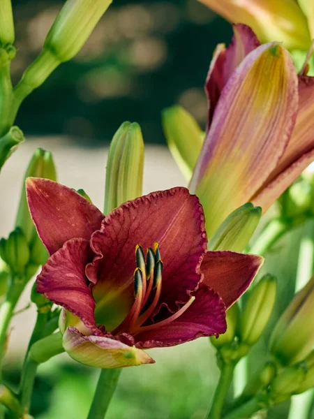 Daglilja Blomma Sommarträdgården — Stockfoto