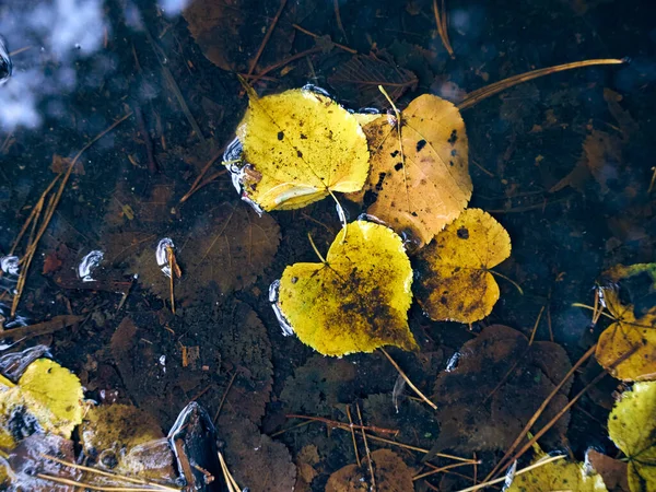 Осенние Листья Воде — стоковое фото