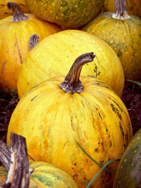 Orange Höstpumpor Gården — Stockfoto