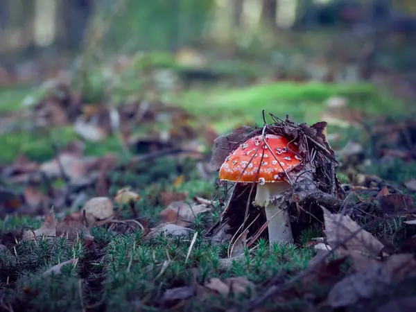 Flugagarisk Höstskogen — Stockfoto