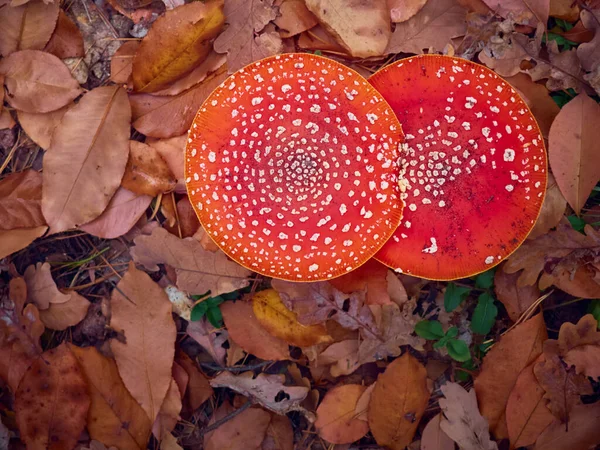 Sonbahar ormanlarında agarik uç.