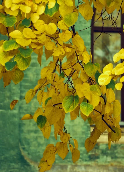 Zweige Mit Gelben Blättern Vor Dem Hintergrund Der Stadt — Stockfoto