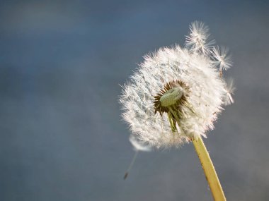 Beyaz pofuduk karahindiba çiçek açmış.