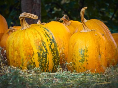 Çiftlikte turuncu sonbahar balkabakları.