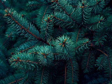 Noel ağacı dallarının arkaplanı.