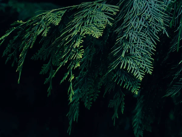 Green Thuja Tree Branches Background — Stock Photo, Image