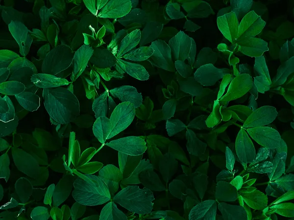 Fond Feuilles Vert Foncé — Photo